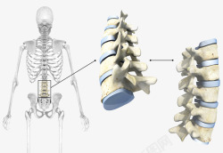 人体骨骼嵴柱人体骨骼介绍高清图片