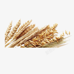 五谷杂粮小麦素材