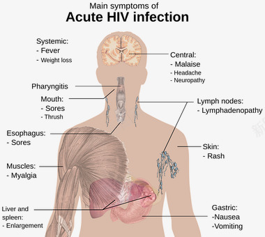 HIV艾滋病png免抠素材_88icon https://88icon.com 12 HIV PNG 人体研究 艾滋病
