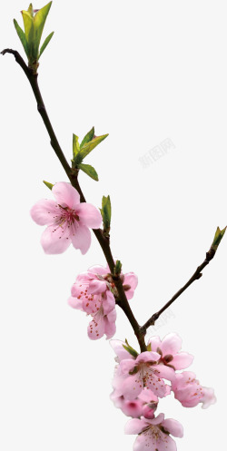 粉色桃花春天美景素材