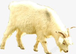 吃草山羊吃草山羊草原哺乳动物高清图片