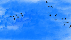蓝天下飞翔的鸟群景观素材