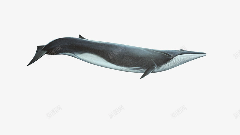 鲸鱼png免抠素材_88icon https://88icon.com 海洋动物 生物 鲸鱼 鲸鱼插图