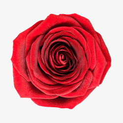 背景元素手绘鲜花红色玫瑰素材