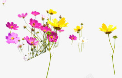 黄粉色春季美化小花素材