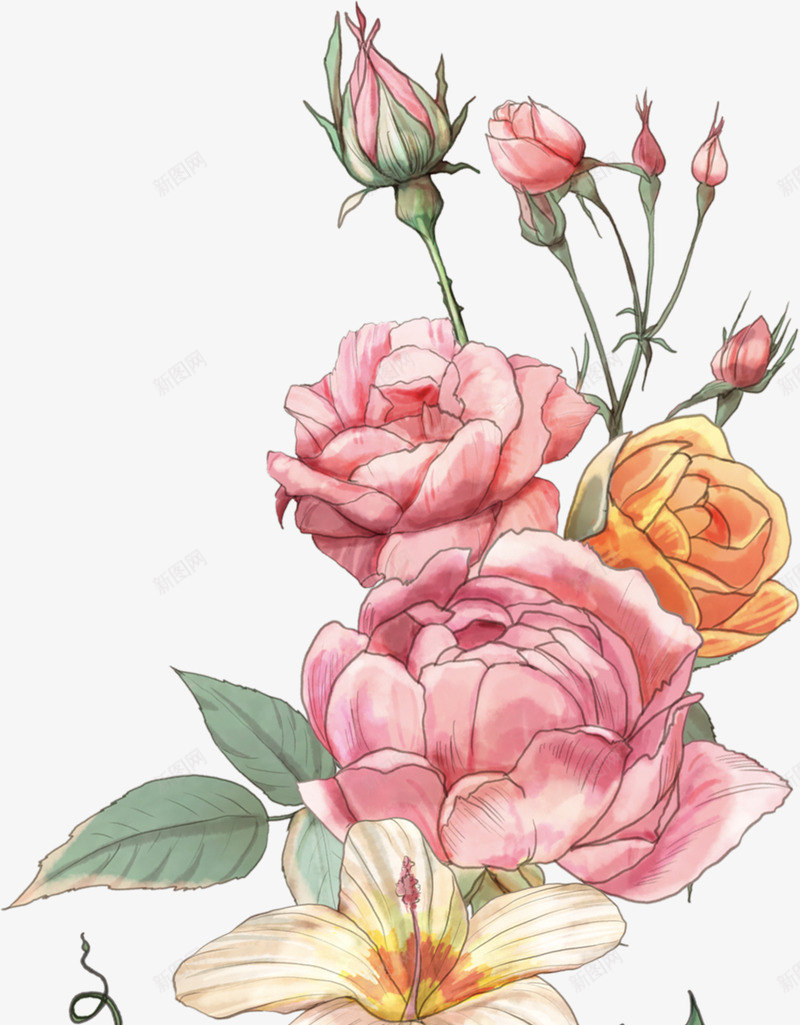 粉色月季花图png免抠素材_88icon https://88icon.com 创意 卡通手绘 月季花 水彩 简约 粉色 花朵 装饰 鲜花