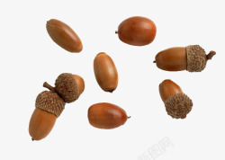 橡树种子橡树果实种子高清图片