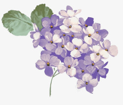 紫白手绘紫薇花高清图片