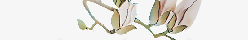 水墨淡雅白色花朵装饰png免抠素材_88icon https://88icon.com 水墨 淡雅 白色 花朵 装饰