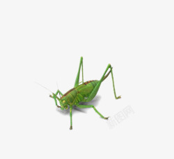 蝈蝈绿色昆虫高清图片