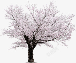 樱花和风png图片一棵樱花树高清图片