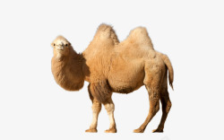双峰驼沙漠骆驼高清图片