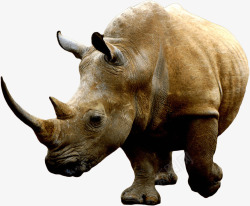 非洲的犀牛非洲大草原上的犀牛高清图片