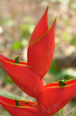红色植物鲜花素材