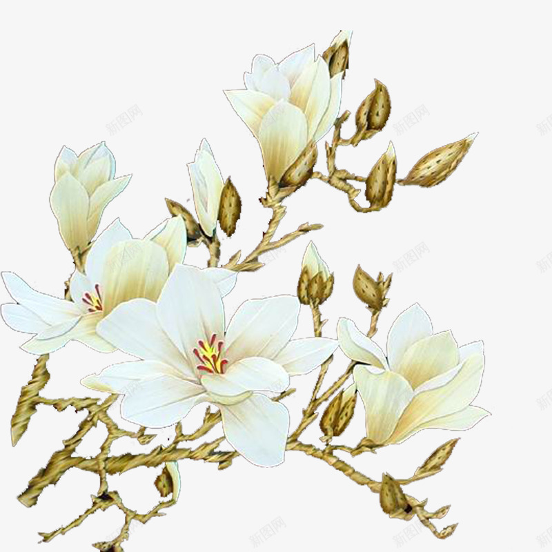 玉兰花png免抠素材_88icon https://88icon.com 手绘花纹 抽象 抽象文理 花朵 花纹 静物花