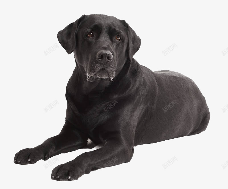 黑色拉布拉多犬png免抠素材_88icon https://88icon.com 实物 宠物狗 拉布拉多犬 猎犬 纯种动物 黑色拉布拉多犬 黑色狗狗