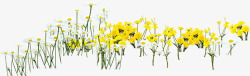 黄色草地花朵美景春天素材