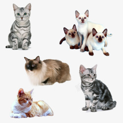布偶猫宠物猫高清图片