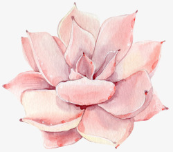 粉色多肉手绘粉色植物多肉高清图片