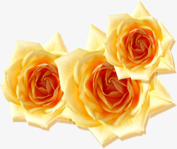黄色绽放玫瑰花朵素材