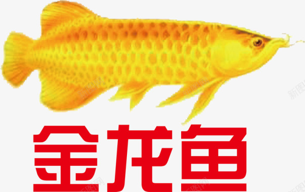 商标设计金龙鱼logo图标图标