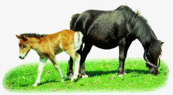 草地上的马驹素材