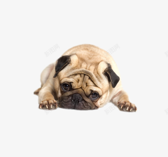 八哥png免抠素材_88icon https://88icon.com pug 可爱 小可怜 狗