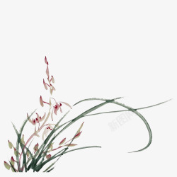 小草圈手绘手绘兰草实物简图高清图片
