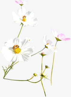 白粉色清新春季小花植物素材