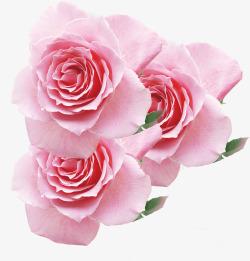 粉色唯美三八妇女节玫瑰花素材