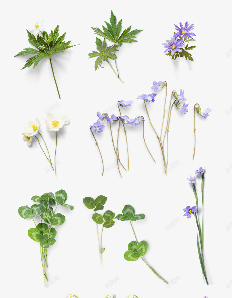 植物花朵绿叶效果紫色花朵png免抠素材_88icon https://88icon.com 效果 植物 紫色 绿叶 花朵