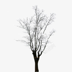 挂霜的树冬天的树高清图片