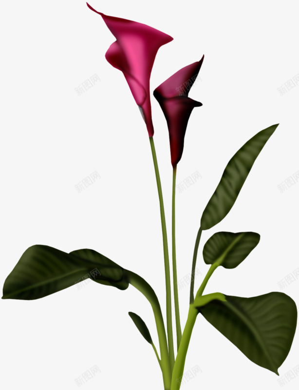 一株两朵紫红色的花png免抠素材_88icon https://88icon.com 植物 紫花 红花 花朵