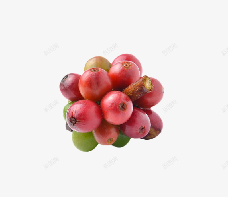 红色成熟的一串咖啡果实物png免抠素材_88icon https://88icon.com 一堆 咖啡属 咖啡族 咖啡果 果实 植物界 浆果 种子 茂盛 食物 龙胆目