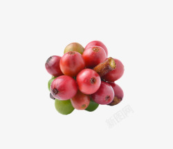 红色成熟的一串咖啡果实物素材