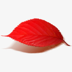 晚秋一片红叶高清图片