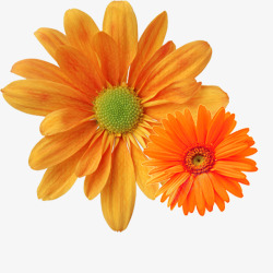 橙色底垃圾桶重阳节橙色菊花朵装饰免高清图片
