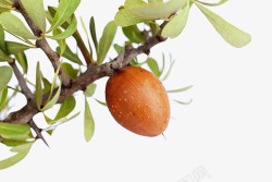矢量植物摩洛哥成熟的坚果高清图片