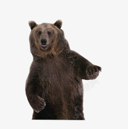 站立的棕熊站着大棕熊高清图片