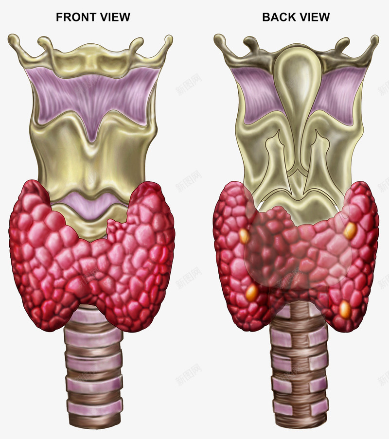 甲状软骨psd免抠素材_88icon https://88icon.com 医疗插图 气管软骨 甲状腺 甲状软骨