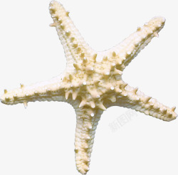 海派星装饰图案素材