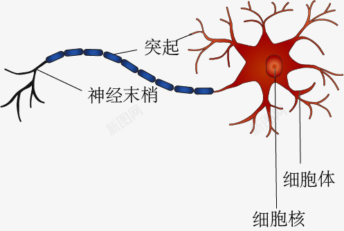 神经元细胞结构png免抠素材_88icon https://88icon.com 手绘 教学 生物 示意图 神经元 细胞结构