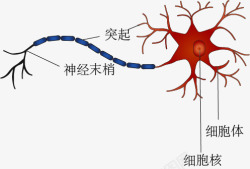 神经元细胞结构素材