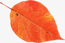 红色叶子秋冬新品上市展板素材