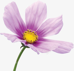 紫色手绘淡雅盛开花朵素材