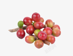红色成熟的咖啡果实物素材