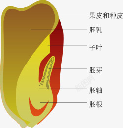 玉米种子剖面玉米种子剖面高清图片