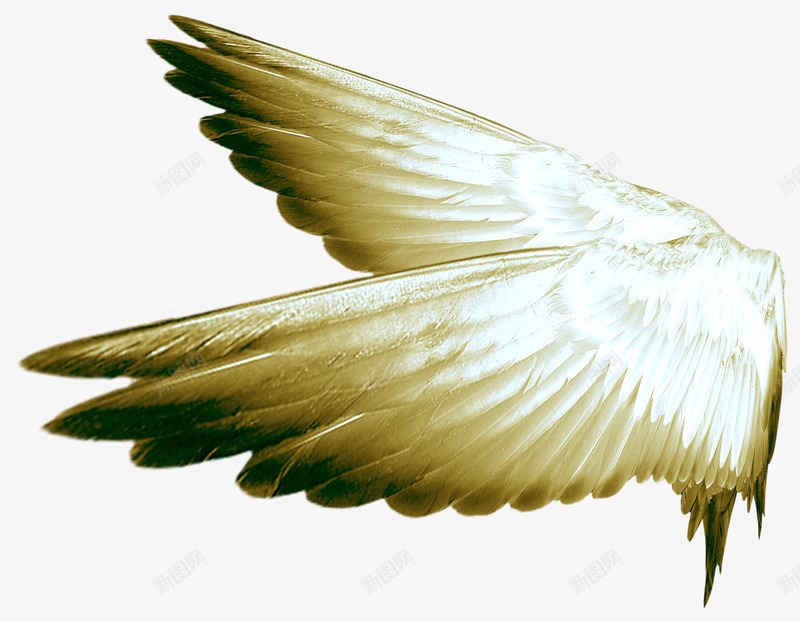 黑白色的羽毛png免抠素材_88icon https://88icon.com 天使之翼 白色羽毛 翅膀 翅膀翼 飞翔