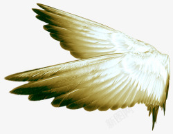 翅膀蝠翼膜飞翔黑白色的羽毛高清图片