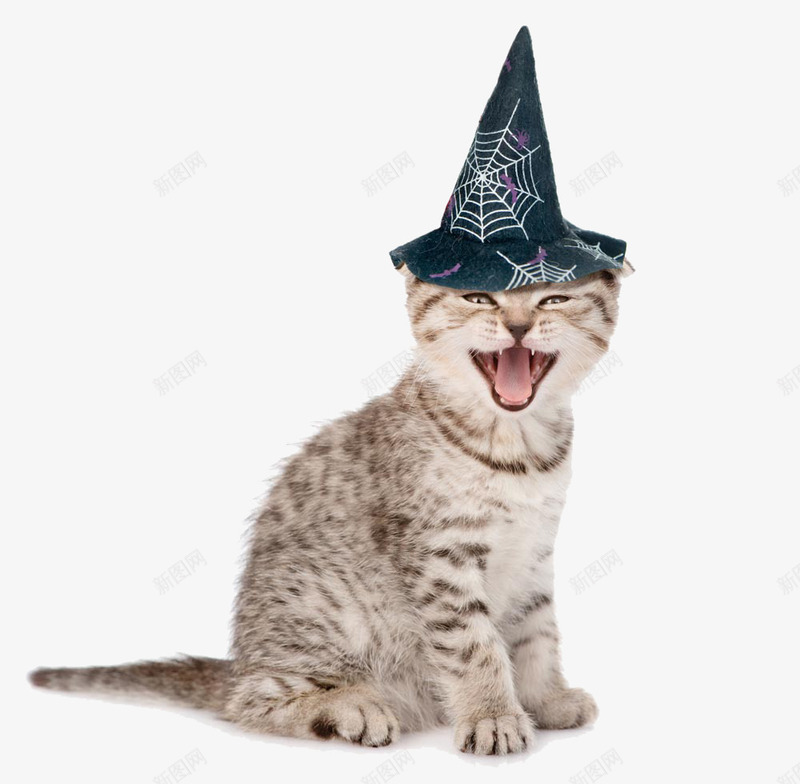 开心大笑的猫咪png免抠素材_88icon https://88icon.com 万圣节 帽子 欣喜若狂 猫咪 笑容 节日元素
